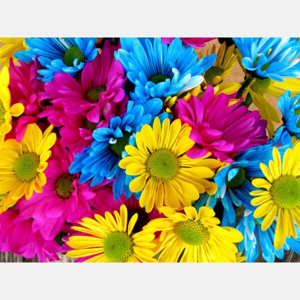 Daisies Thumbnail