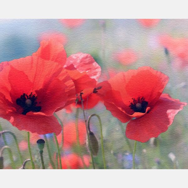 Poppy Flowers Watercolor Painting Thumbnail