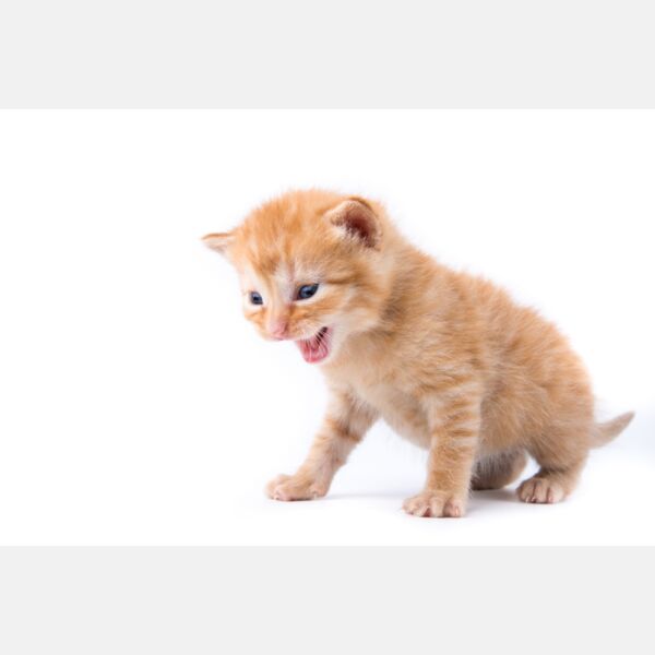 Cat On The White Thumbnail