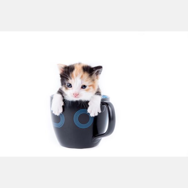 Cat and Mug Thumbnail
