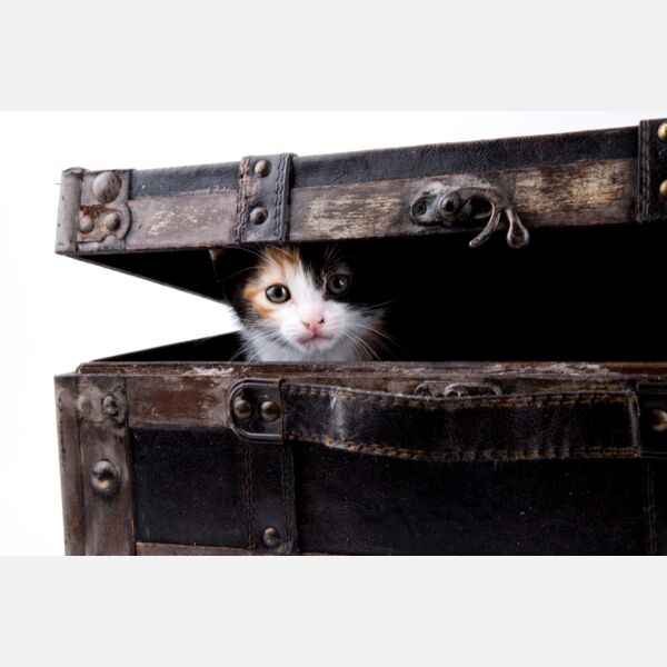 Cat in Suitcase Thumbnail