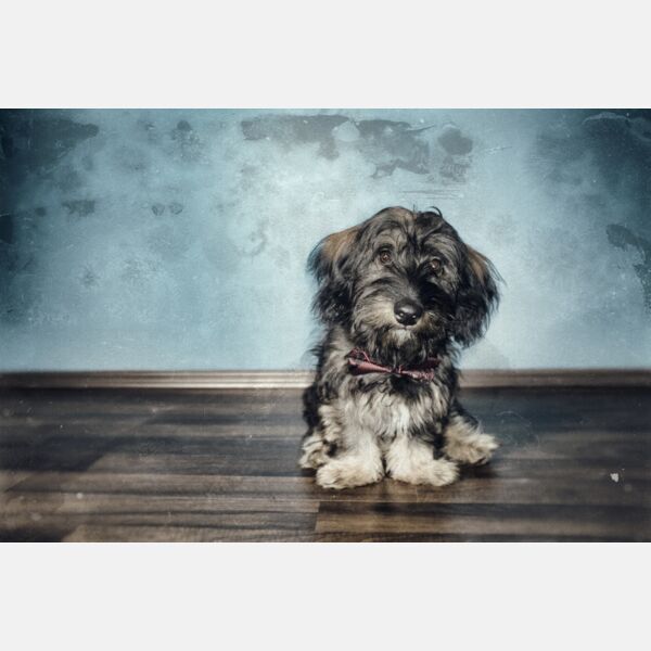 Vintage Dog Thumbnail