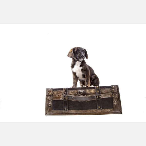 Puppy With Suitcase Thumbnail