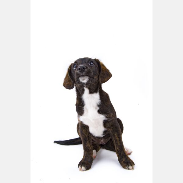 Puppy Dog on White Thumbnail