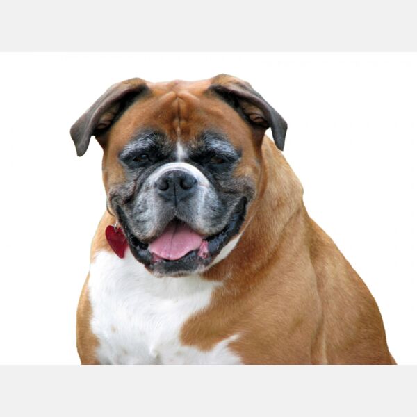 Boxer Dog on White Thumbnail