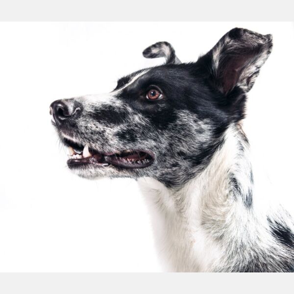 Dog Portrait Thumbnail